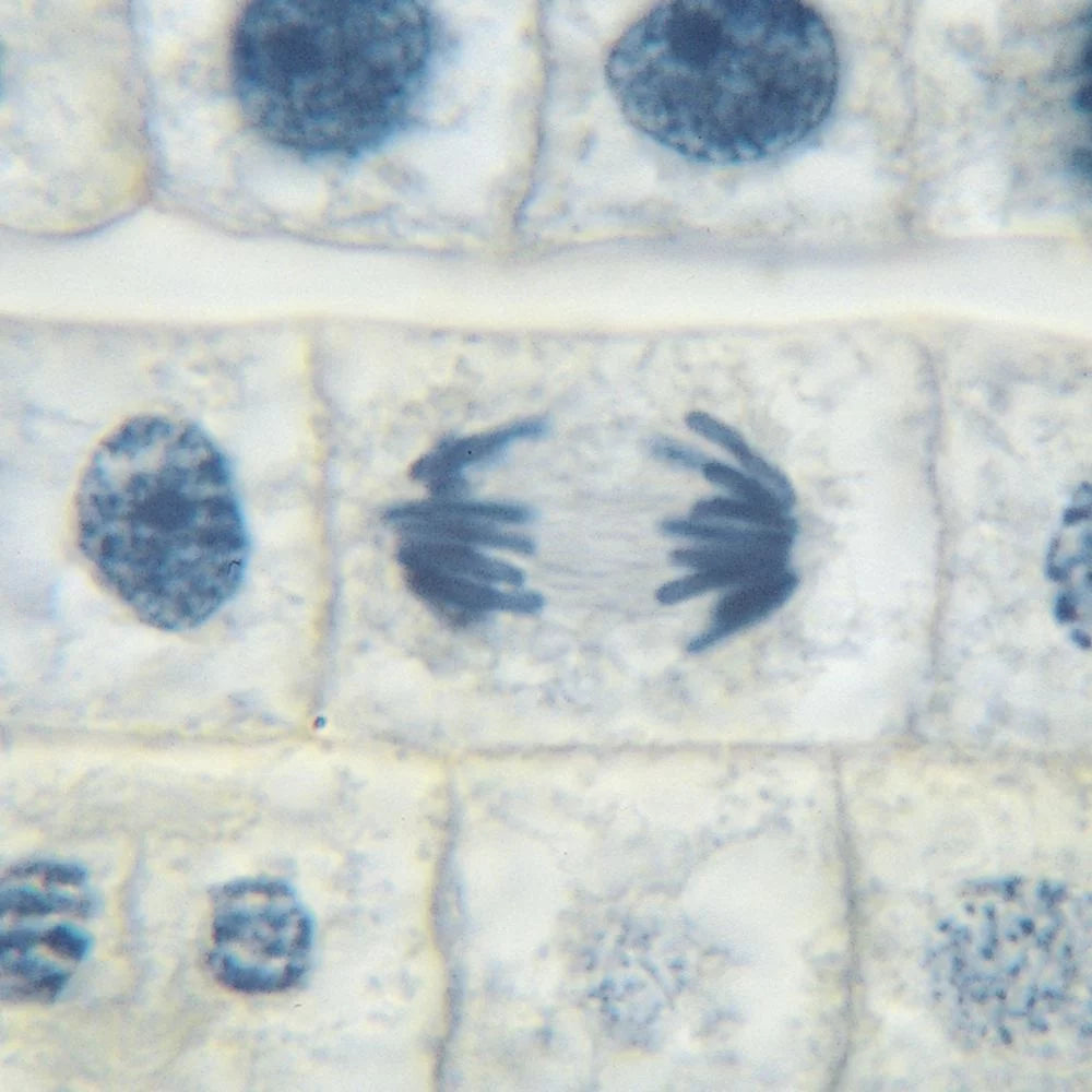Beginner's Biology Microscope Slide Set S553