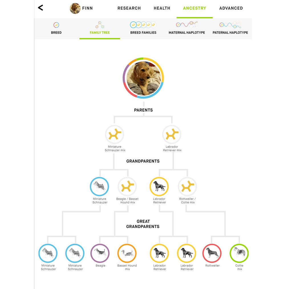 Dog DNA Test with Breed Identification and Health Results A4949