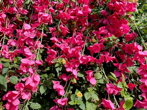Fuchsia Artificial Bougainvillea Silk Hanging Flowers, 49 Inch, Pack of 2 B434