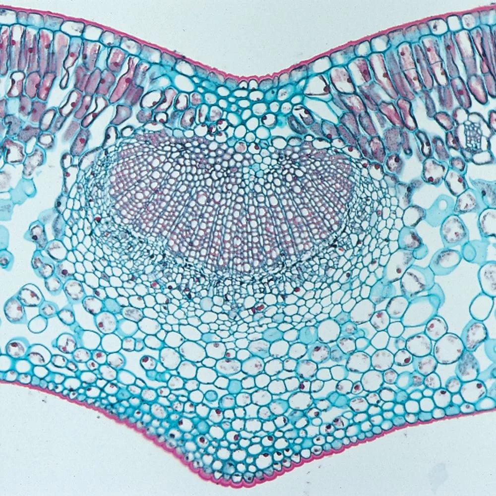 Beginner's Biology Microscope Slide Set S553