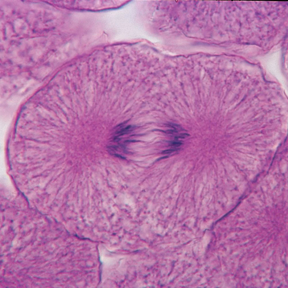 Beginner's Biology Microscope Slide Set S553