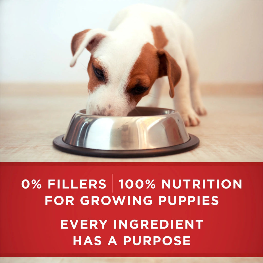 Puppy Wet Dog Food with Lamb and Rice, 13 oz Cans (12 Pack) B502784