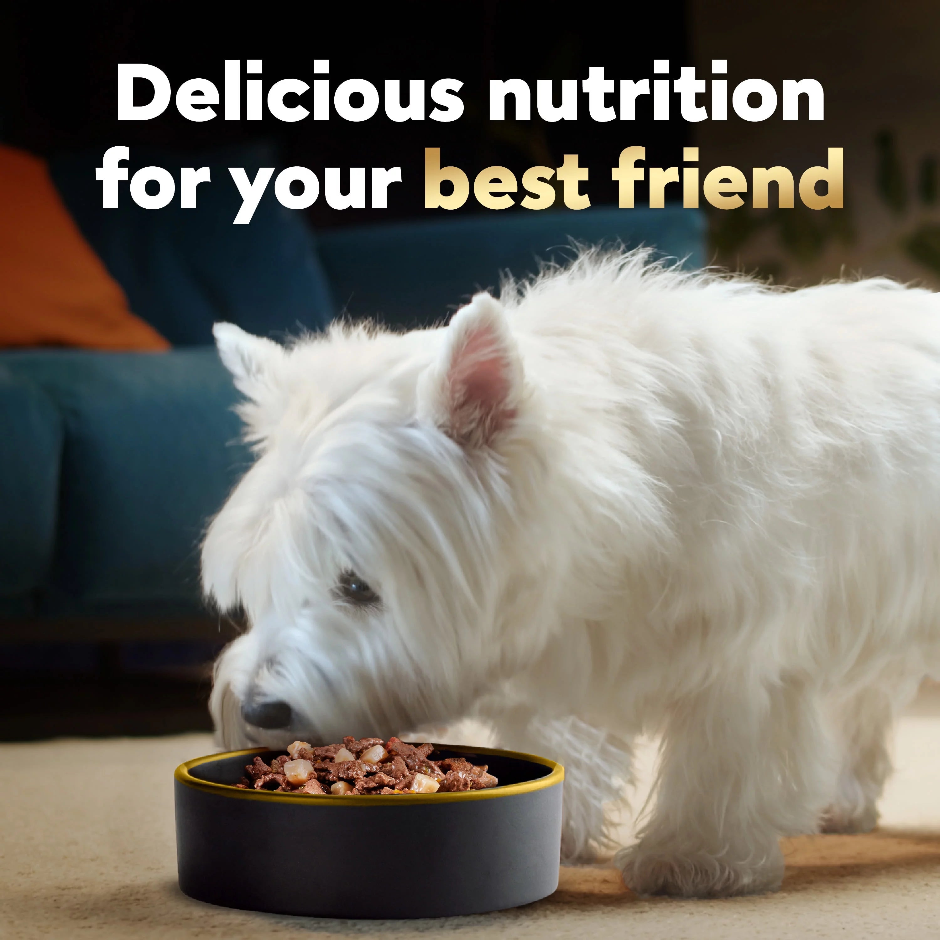 Ribeye Steak Flavor Dog Food with Vegetables, 3.5 oz (24 pk) N3996