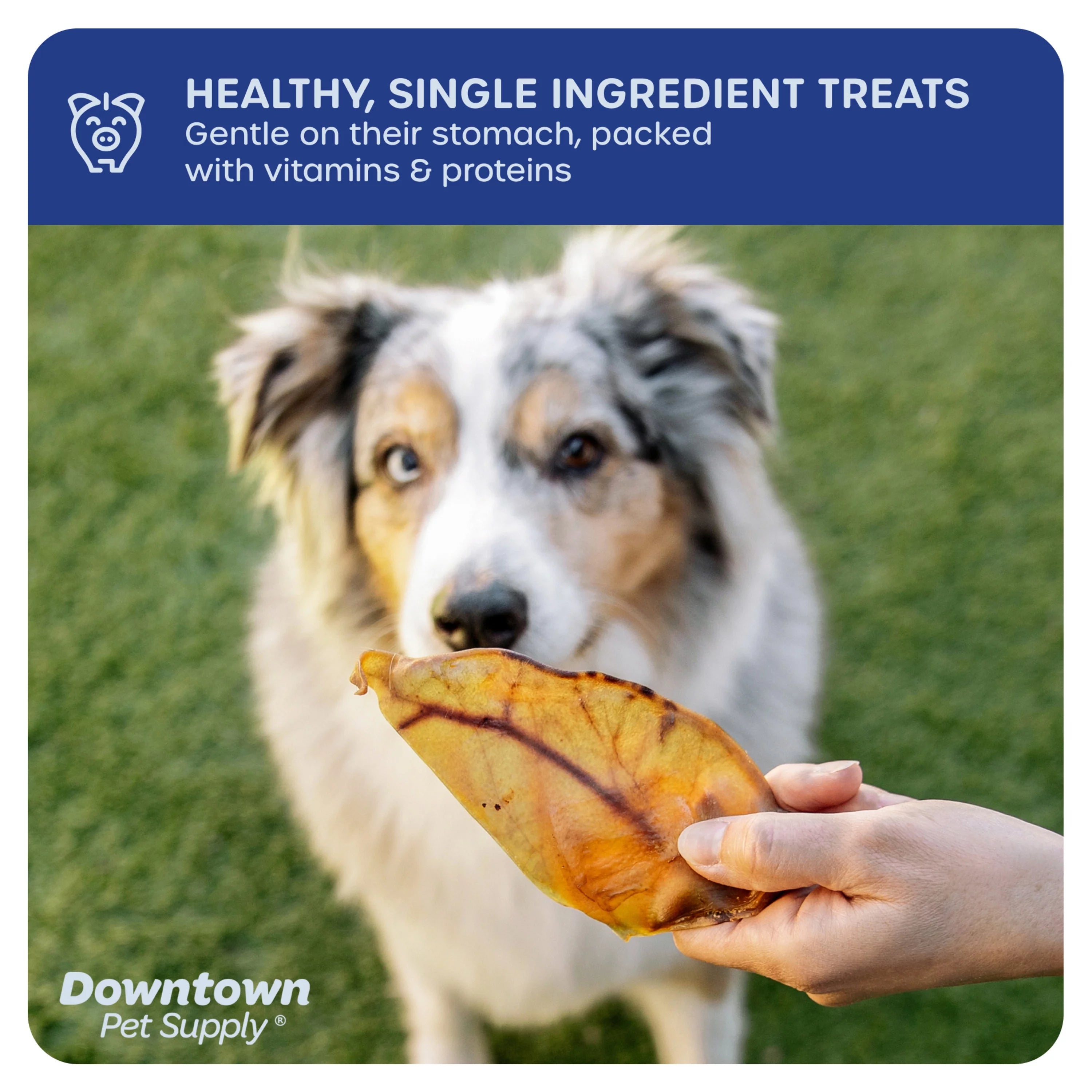 Jumbo Pig Ears Dog Chews 35 Pack E114782