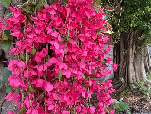 Fuchsia Artificial Bougainvillea Silk Hanging Flowers, 49 Inch, Pack of 2 B434